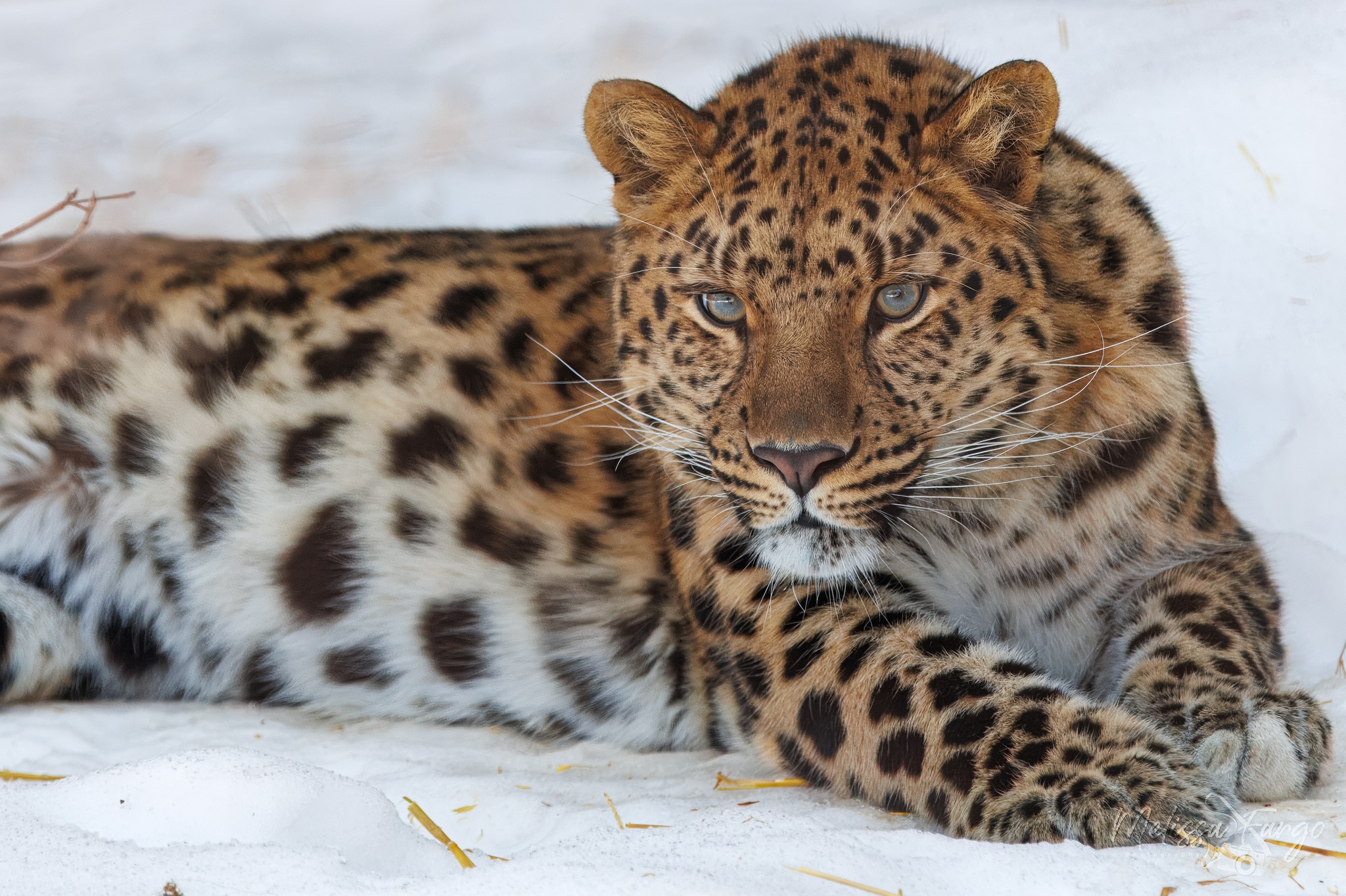 Experience Winter Fun at Cleveland Metroparks Zoo